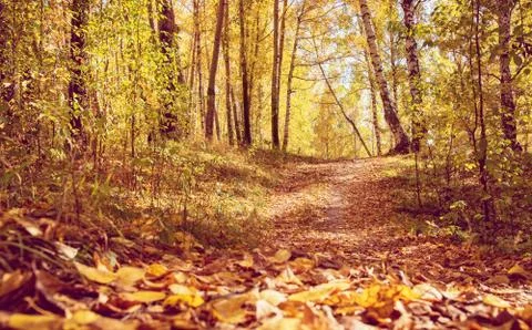 Pathway through Golden Fall Forest in Park as Autumn Scenery Stock Photos