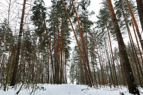 Pathway through green dark winter forest. Snowdrift and Tilted spruces. Stock Photos