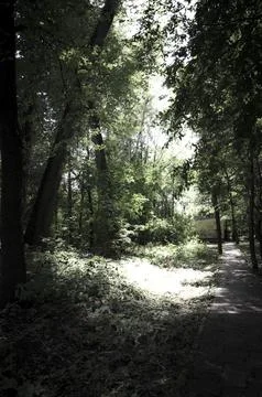 Pathway through the green forest. Black and white photo with shallow depth of fi Stock Photos