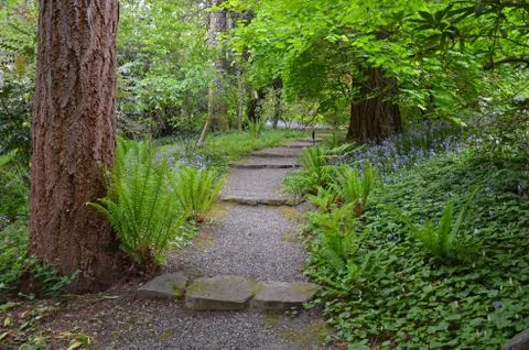 Pathway through green forest Stock Photos