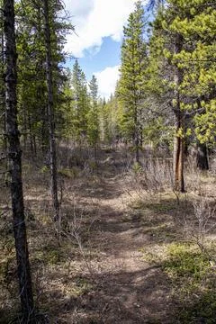 Pathway through the green forest Stock Photos