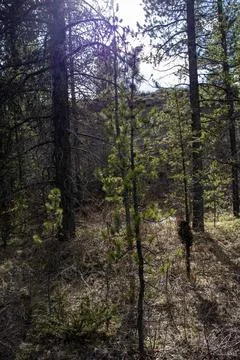 Pathway through the green forest Stock Photos