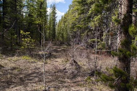 Pathway through the green forest Stock Photos