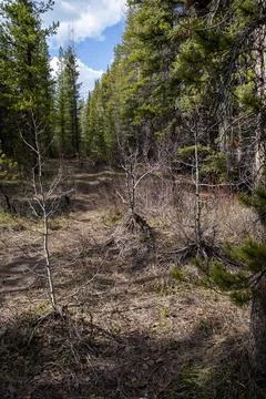 Pathway through the green forest Foto stock