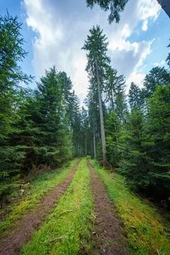 A pathway through a green forest under a clear blue sky with fluffy clouds cr Stock Photos