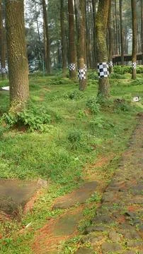 Pathway through a green park with trees and checkered posts Stock Photos