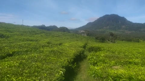 Pathway Through Green Plantation with Mountain Landscape Stock Footage 324899520