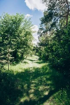 Pathway through green trees in a forest during daytime showing sunlight and.. Photos