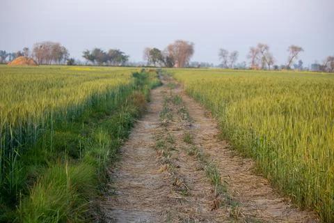 Pathway Through Green Wheat Fields in Rural Countryside Stock-Fotos