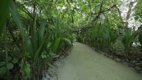 A pathway through the island Stock Footage 82486067