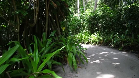 A pathway through the island Stock Footage 82498449