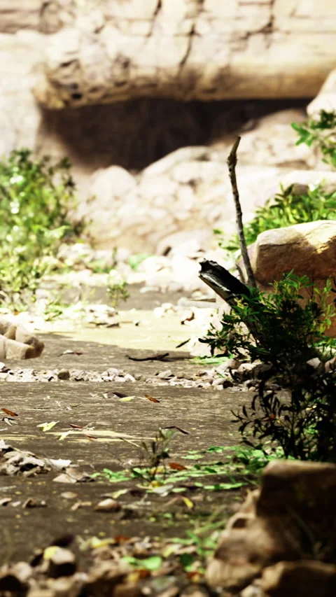 Pathway through a lush area filled with plants and natural elements Stock Footage 334050605
