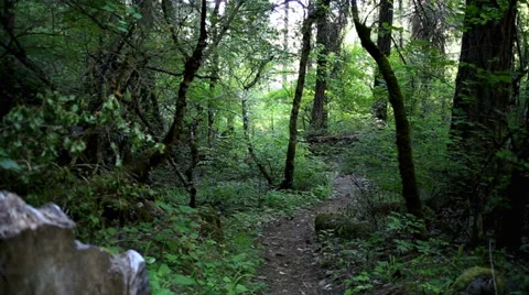 Pathway through Lush Green Forest Stock Footage 38710634