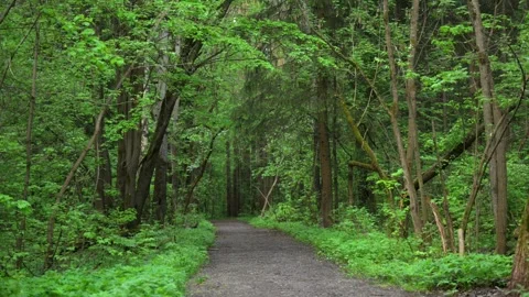 Pathway Through Lush Green Forest in Spring Stock Footage 310535899