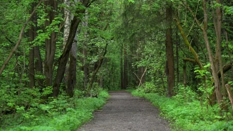 Pathway Through Lush Green Forest in Spring Stock Footage 310784492