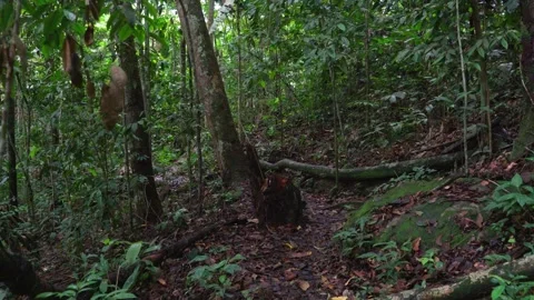 Pathway Through Lush Green Forest in Guaviare Video stock 336521542