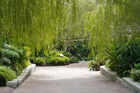 Pathway Through Lush Greenery and Weeping Willow Branches Stock Photos