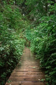 Pathway through lush greenery in a forest Stock Photos