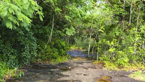 Pathway Through Lush Greenery at Natural Pools in Guaviare Video stock 336521497