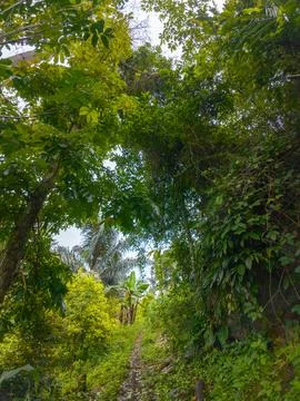 Pathway Through Lush Tropical Forest Stock Photos