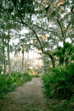 Pathway through maritime forest Stock Photos
