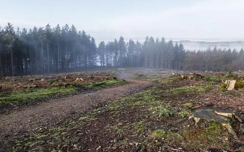 Pathway through the mist Stock Photos
