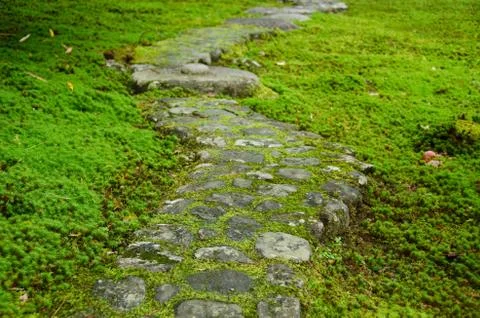 Pathway through moss Stock Photos