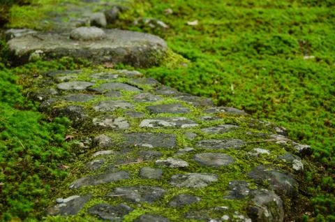 Pathway through moss Stock Photos