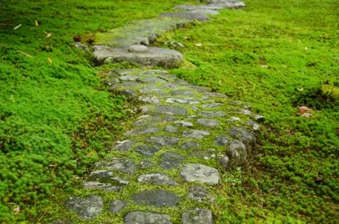 Pathway through moss Stock Photos
