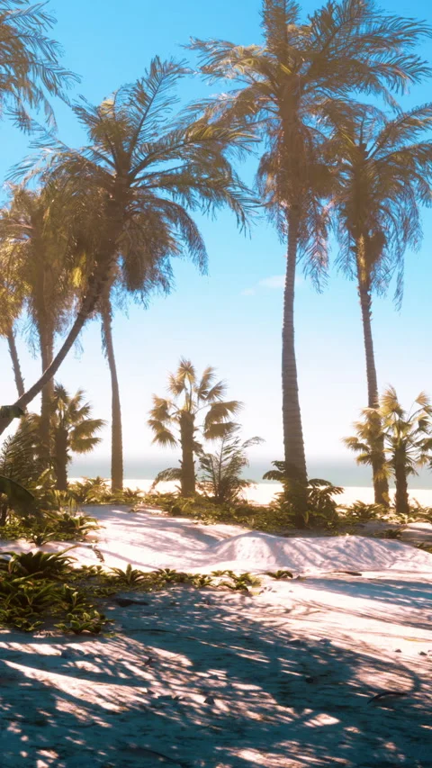 Pathway through palm trees leading to the ocean in bright daylight Stock Footage 341253750