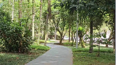 Pathway through a park during sunny day Stock Footage 325741259