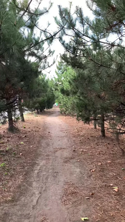 Pathway Through Pine Trees Stock Footage 318091133