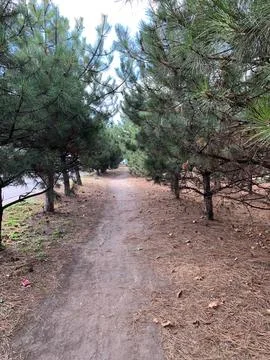 Pathway Through Pine Trees Stock Photos