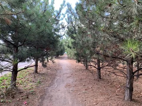 Pathway Through Pine Trees Stock Photos