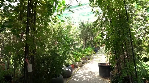 Pathway Through Plant Nursery Stock Footage 317472707