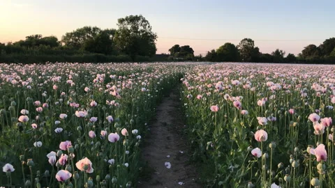 Pathway through the poppy field Stock Footage 133719119