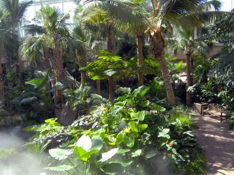 Pathway Through a Rainforest Stock Photos