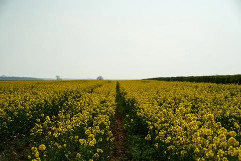 Pathway through rapeseed field. Defocused background Stock Photos