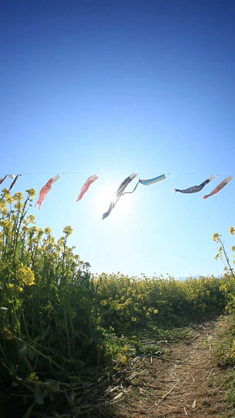 Pathway through the Rapeseed Field with Koinobori and Sunlight 스톡 동영상 330184479