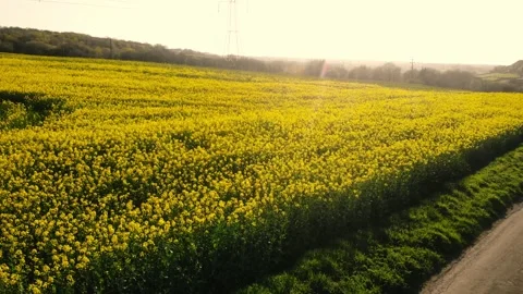 Pathway through rapeseed fields in British countryside drone aerial Stock Footage 307485448