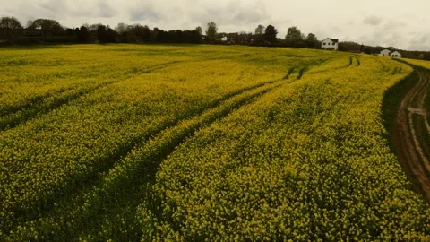 Pathway through rapeseed fields in British countryside drone aerial Stock Footage 307835324