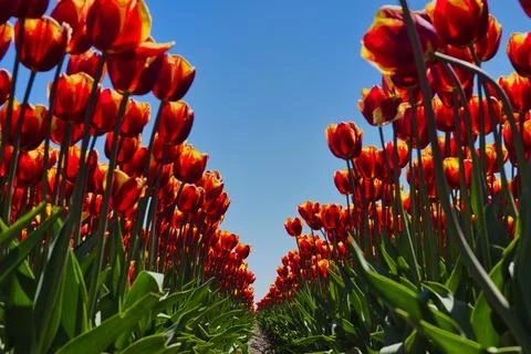 Pathway Through Red and Yellow Tulip Field Stock Photos