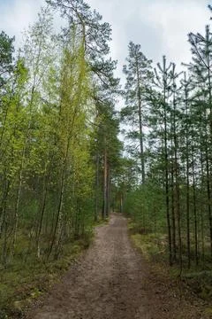 Pathway Through a Serene Pine Forest Stock Photos