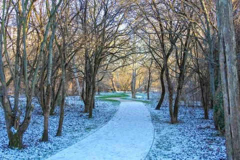 Pathway through a serene winter forest with snow-covered ground Stock Photos