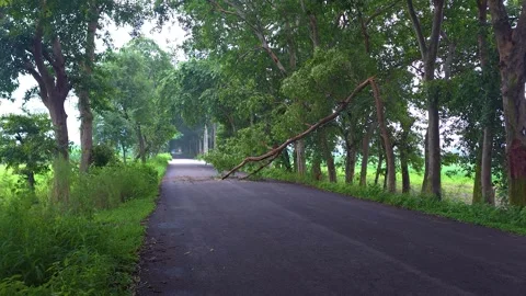 Pathway Through Serenity: A Road in Nature Stock Footage 326291128
