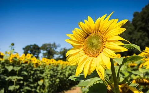 Pathway through sunflowers Stock Photos