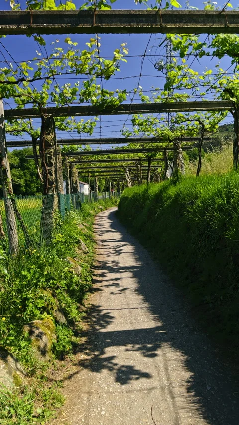 Pathway Through a Sunlit Vineyard Stock Footage 275844031