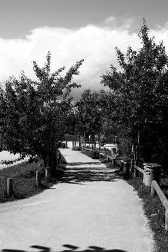 Pathway Through Trees at Center Parcs Villages Nature Paris, France. 스톡 사진