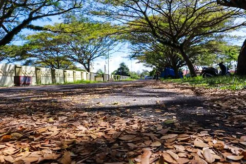 A Pathway Through Trees With Fall Foliage Stock Photos