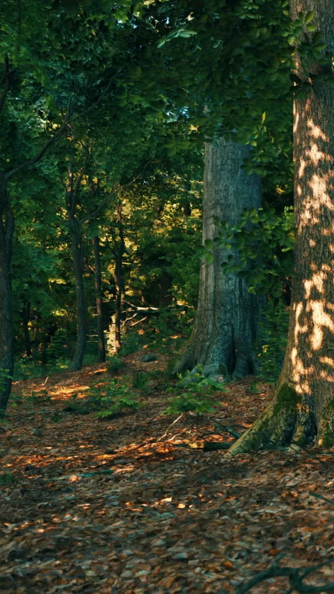 Pathway through trees in a forest during afternoon light hours Stock Footage 340637067